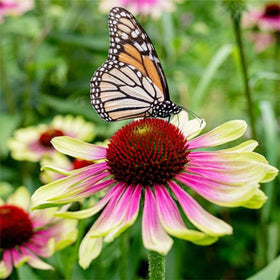 Generic Seed Twister Coneflower plant demonstrates drought-tolerant resilience in early season.