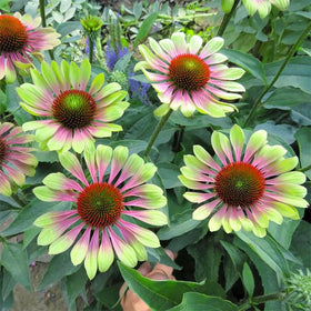 Generic Seed Twister Coneflower petals curl in a closeup, highlighting color and form.