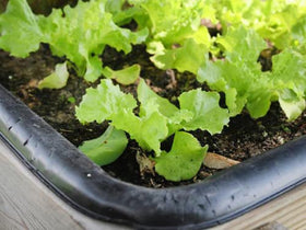 Generic seeds shipped from NJ packaging for diaspora Asian gardeners