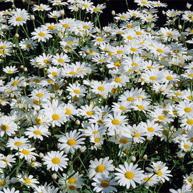 Generic Shasta Daisy seeds for mass planting to create white drifts.