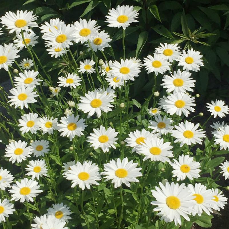 Generic Shasta Daisy seeds thrive in 6+ hours of direct sunlight.