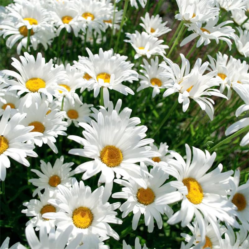Generic Shasta Daisy seeds with sturdy stems for long-lasting cut flowers.