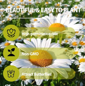 Generic Shasta Daisy seeds prefer loose, well-draining soil to prevent issues.