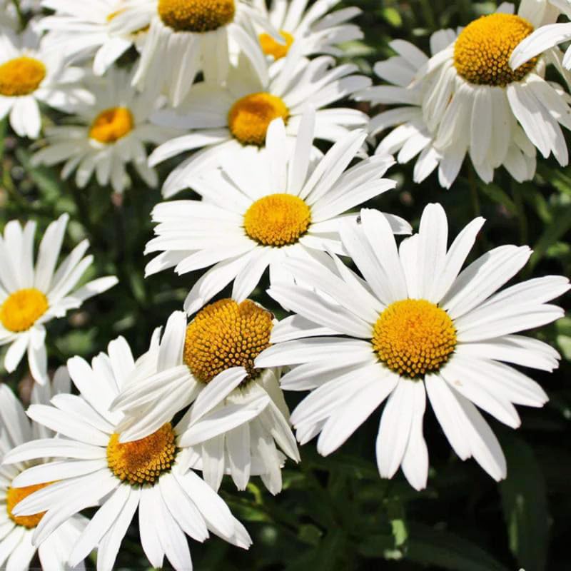 Generic Shasta Daisy seeds with white petals ideal for bright border plantings.