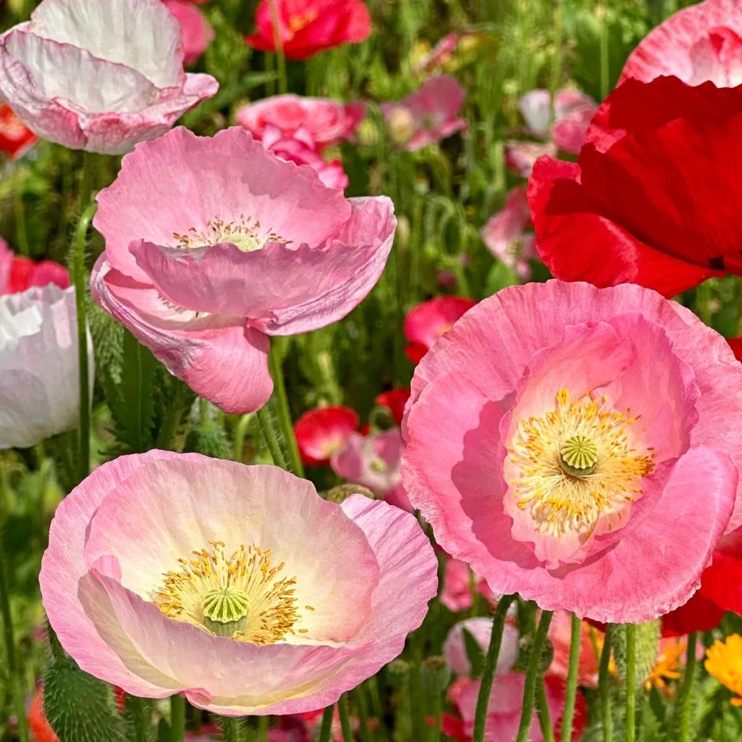 Generic Shirley poppy seeds feature crepe-textured petals in lively mixed colors.