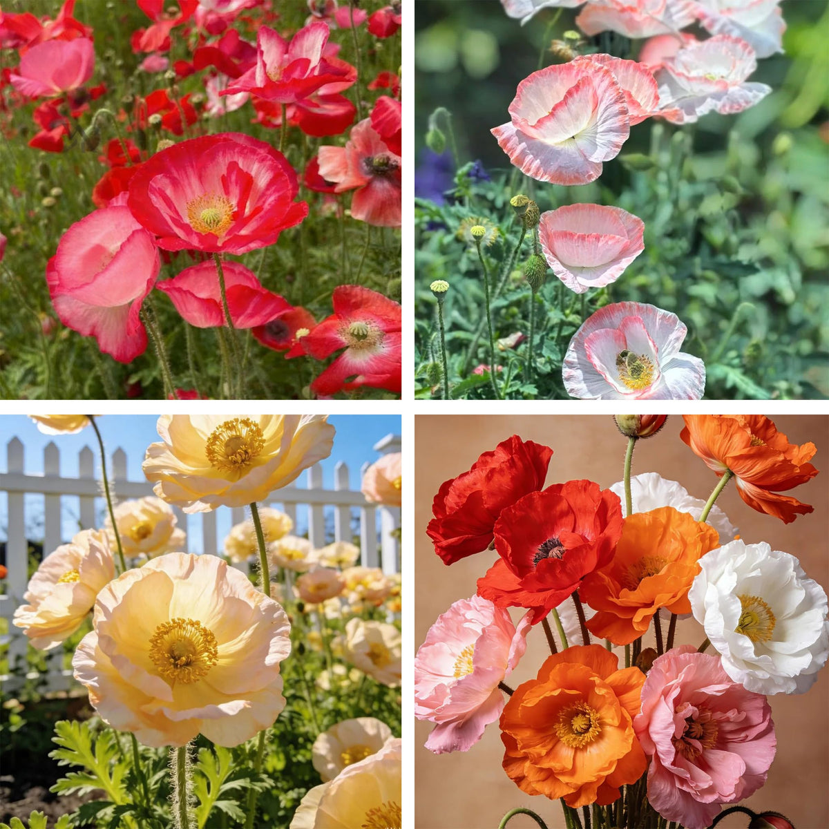 Generic Shirley poppy seeds allow easy direct sow for wildflower landscapes.