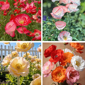Generic Shirley poppy seeds allow easy direct sow for wildflower landscapes.