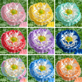 Generic Shirley poppy seeds for a dramatic meadow with vibrant color and wide coverage.
