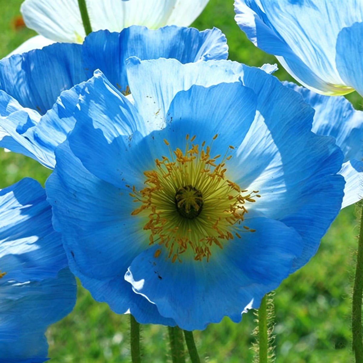 Generic Shirley poppy seeds self-sow for perennial-like color with minimal effort.