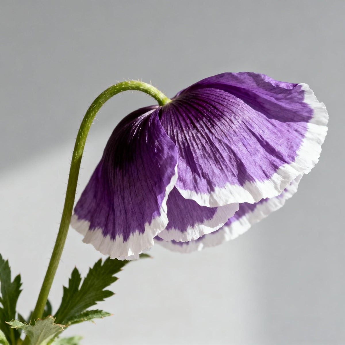 Generic Shirley poppy seeds bloom from spring to early summer for seasonal drama.