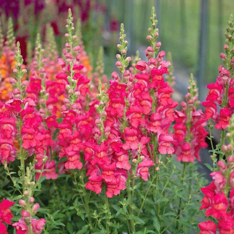Generic Snapdragon seeds suited for containers and vertical plantings.