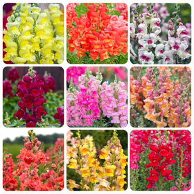 Generic Snapdragon seeds with dragon-headed blooms for vibrant borders.