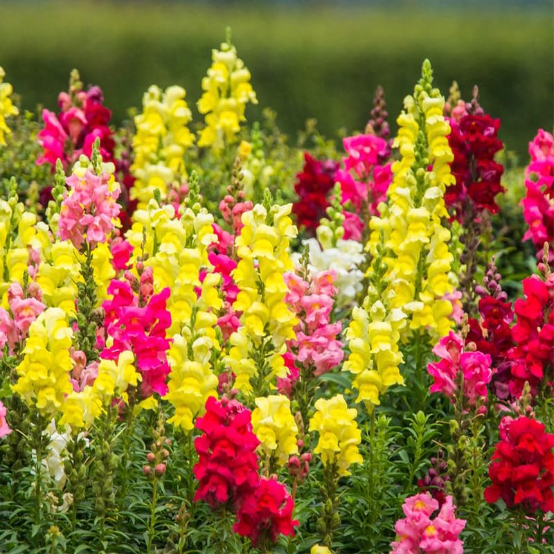 Generic Snapdragon seeds in borders add vertical color to your garden.