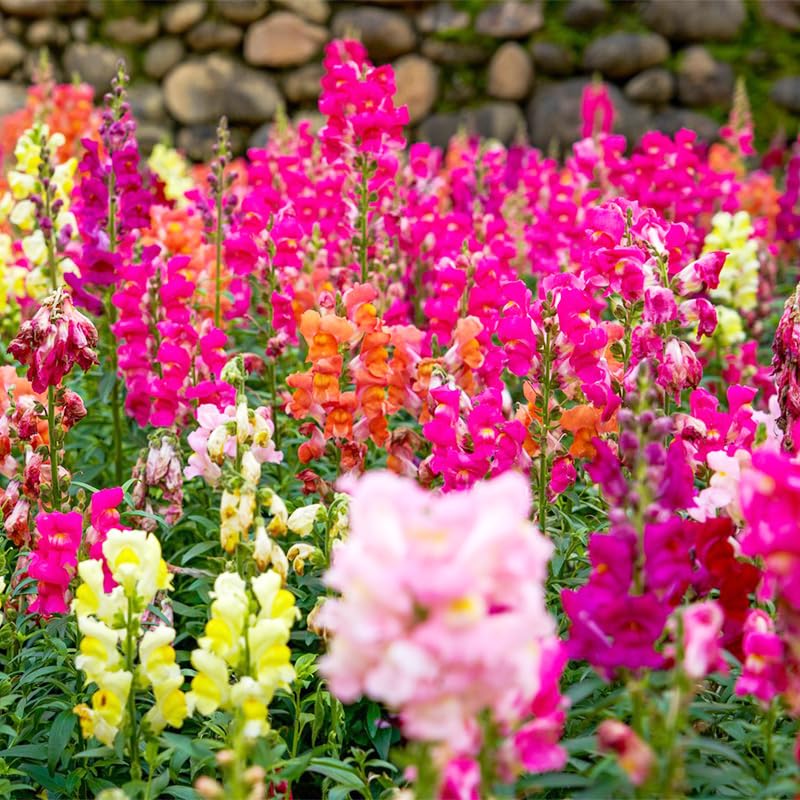 Generic Snapdragon seeds ideal for cut flowers and indoor bouquets.