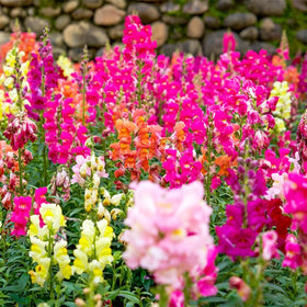 Generic Snapdragon seeds ideal for cut flowers and indoor bouquets.