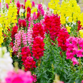 Generic Snapdragon seeds tall spikes ideal for cut flower arrangements.