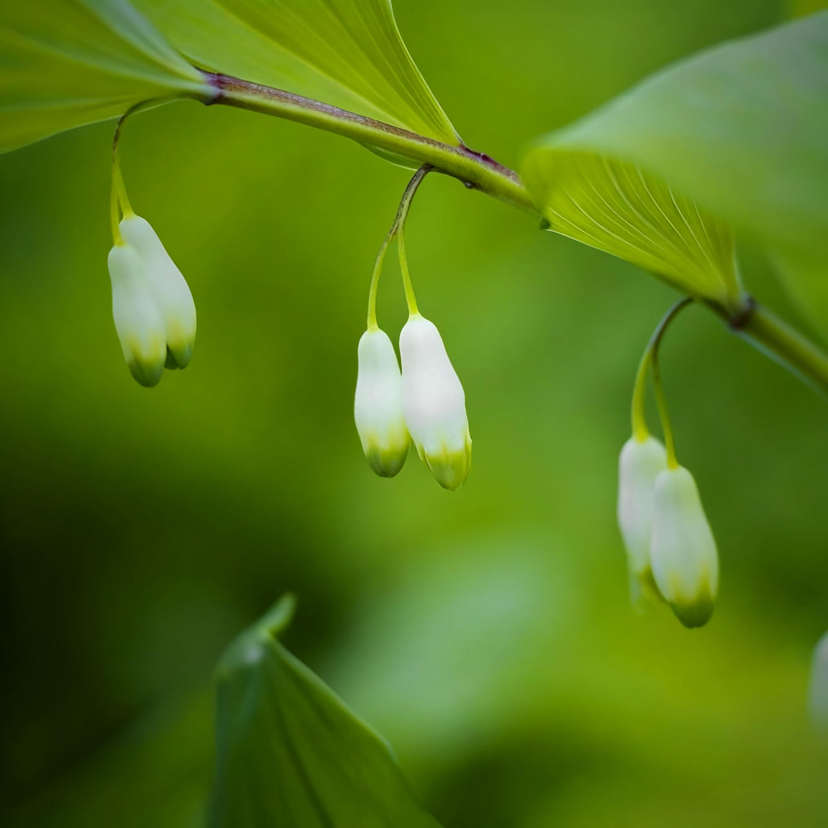 Generic Solomon Seal flowers arching stems with white bells for woodland accents