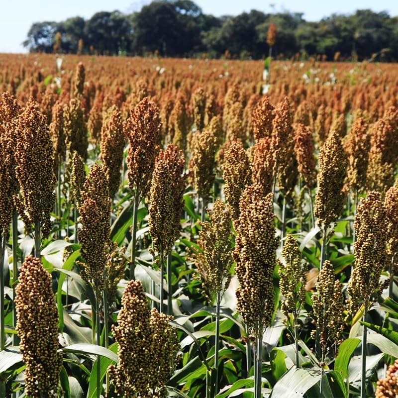 Generic sugar cane sorghum grains attracting birds and enriching garden habitat