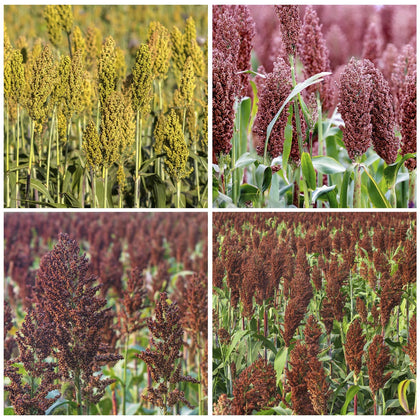 Generic sugar cane sorghum seeds planting in warm soil for vigorous stalk growth