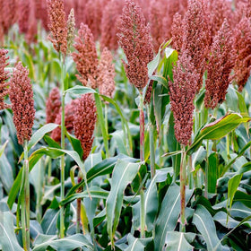 Generic sugar cane sorghum stalks drying for decorative uses and yard accents