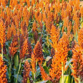 Generic sugar cane sorghum stalks at harvest-ready stage with deep color
