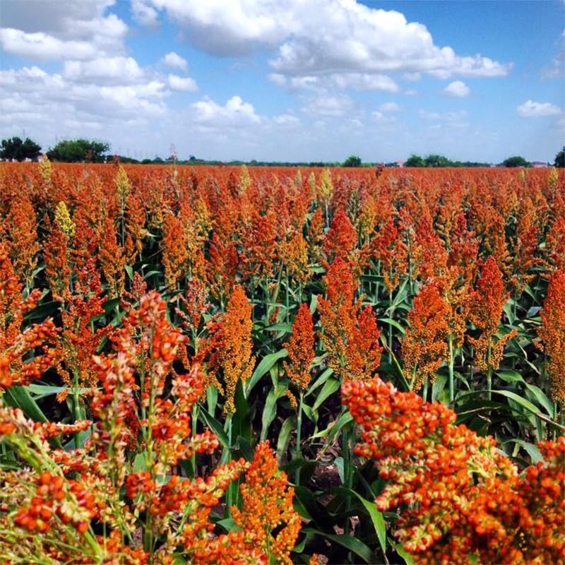 Generic sugar cane sorghum syrup production in backyard settings