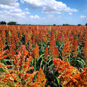 Generic sugar cane sorghum syrup production in backyard settings