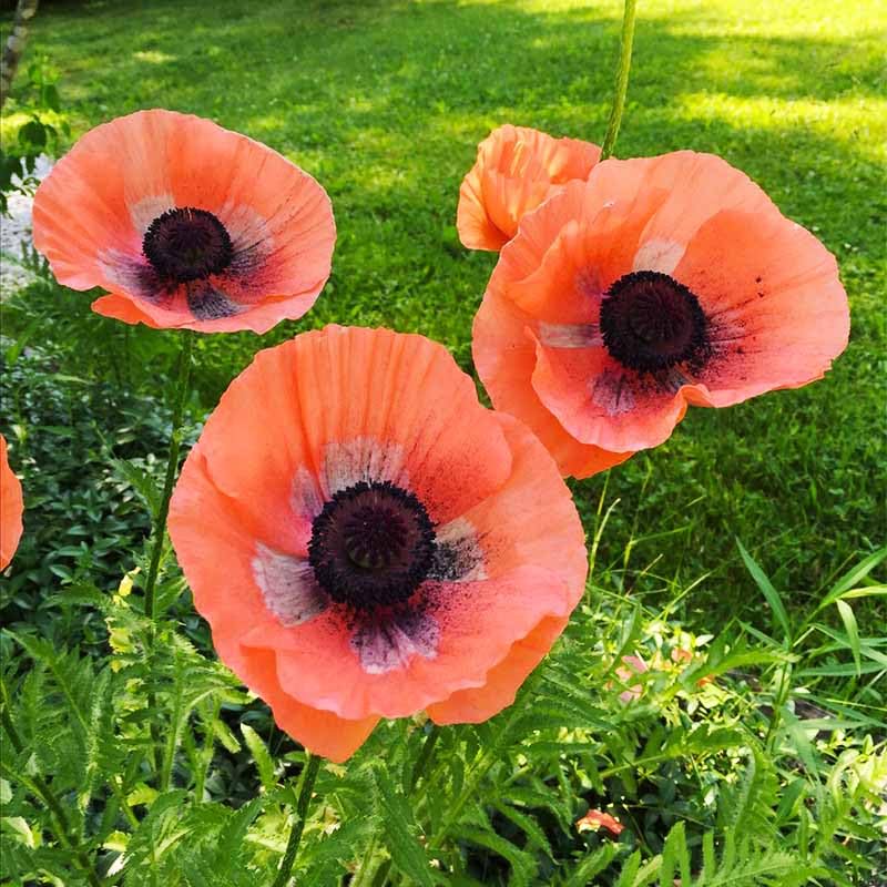 Generic sowing guidance: seeds sown in full sun without soil cover