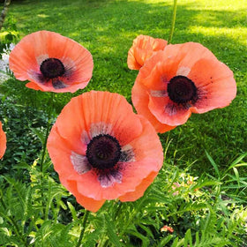 Generic sowing guidance: seeds sown in full sun without soil cover