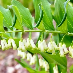 Generic Polygonatum blooms in spring along arch stems for garden interest