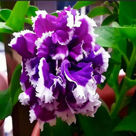 Generic Spring-to-Frost blooms provide long-lasting color throughout the season.