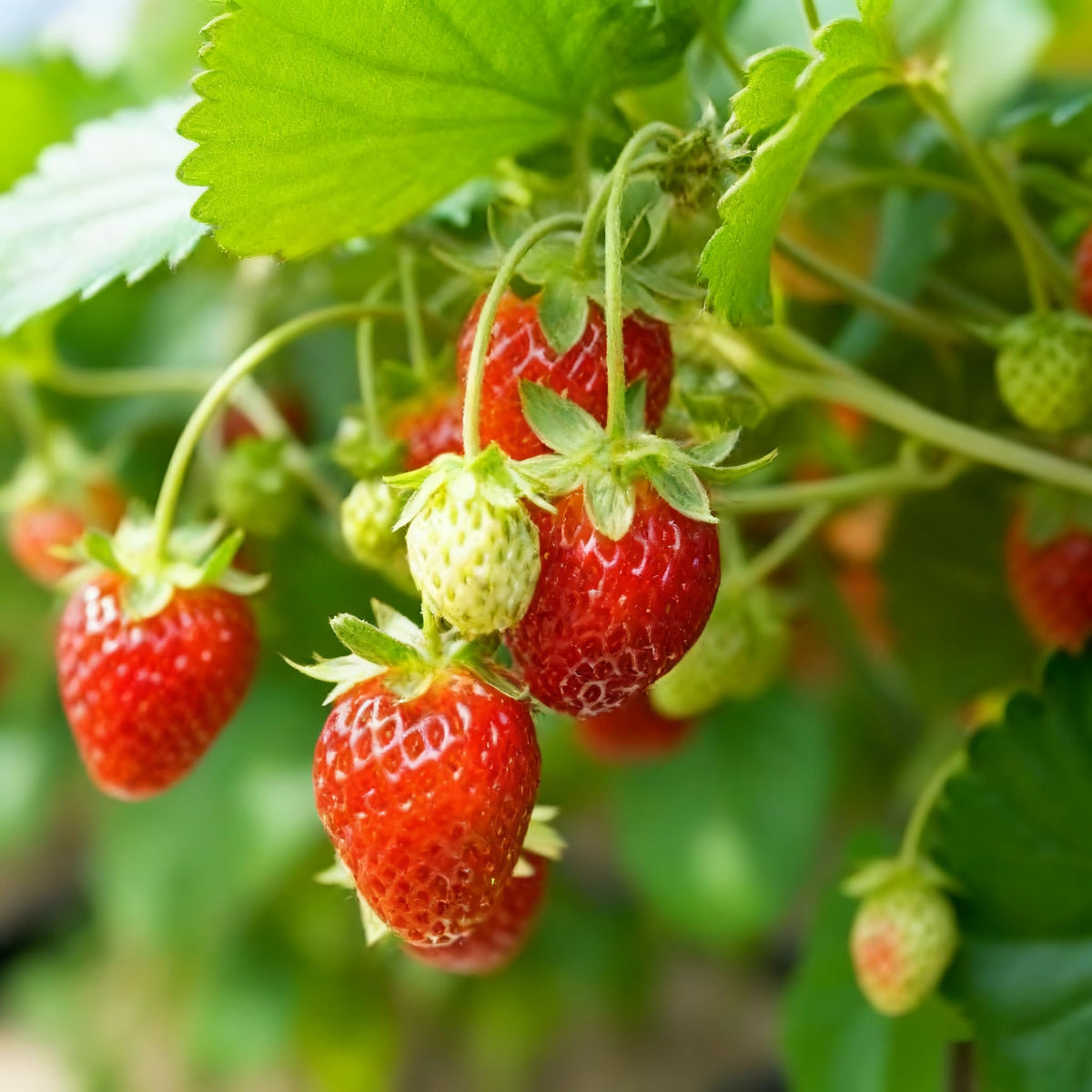 Generic strawberry seeds thriving in zones 3-9, resilient across climates.