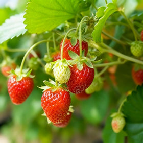 Generic strawberry seeds thriving in zones 3-9, resilient across climates.
