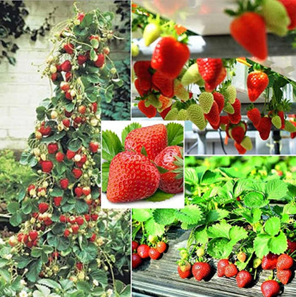 Generic strawberry seeds pack showing heirloom potential for vibrant spring blooms and summer harvest.