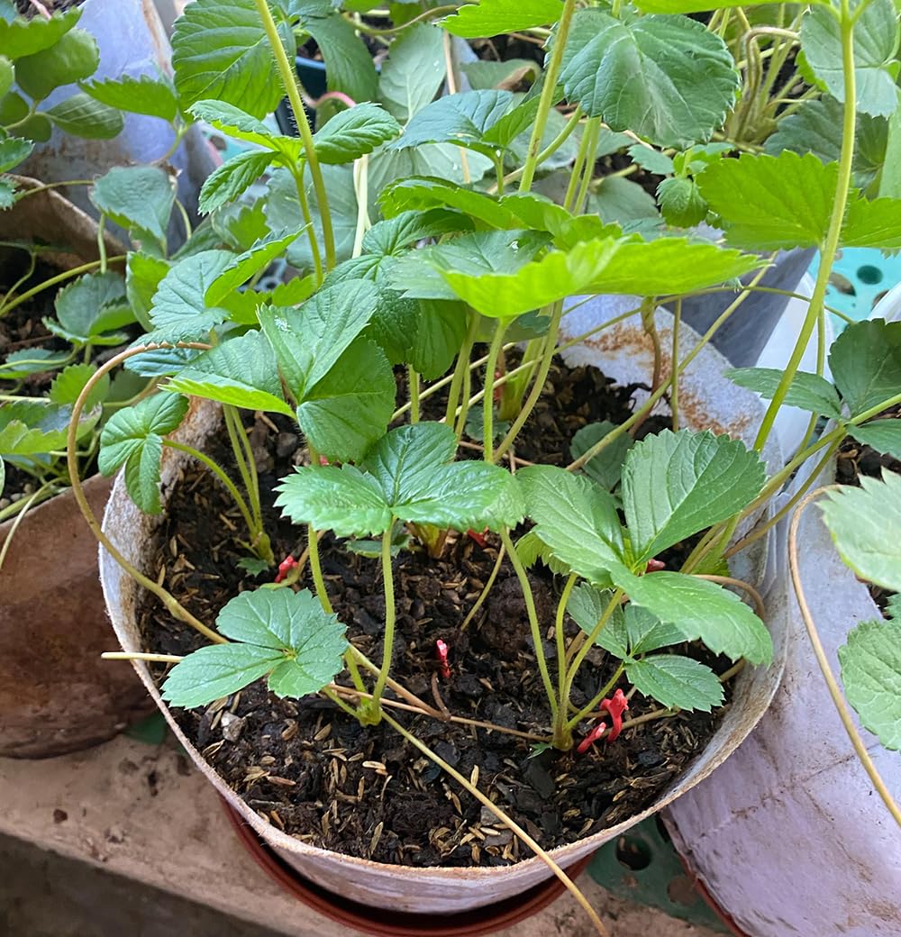 Fruit color progression from green to white to red signals ripening.