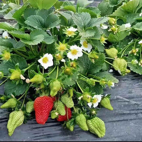 Strawberry plants reaching 4–16 inches tall with a 12–24 inch spread.