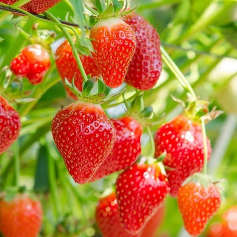 Close-up of sowing strawberry seeds to guide spring planting.