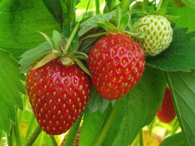 Transplanting strawberry seedlings from indoors to outdoor beds.