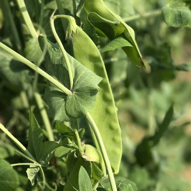 generic sugar grey dwarf snow pea plants with purple flowers add beauty and yield in the garden.