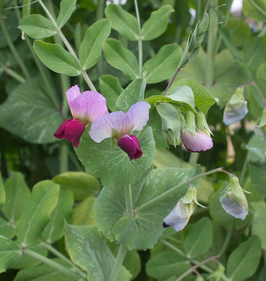 generic sugar grey dwarf snow pea pods on vines ready to harvest for fresh peas.