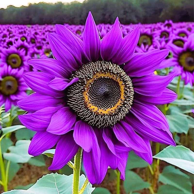 Generic sunflower blooms for bouquet display that brightens indoor spaces.