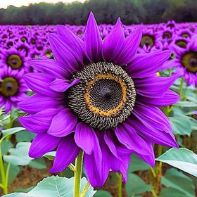 Generic sunflower blooms for bouquet display that brightens indoor spaces.