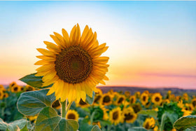 Generic sunflower seeds biodiversity-support help create a pollinator-friendly ecosystem.