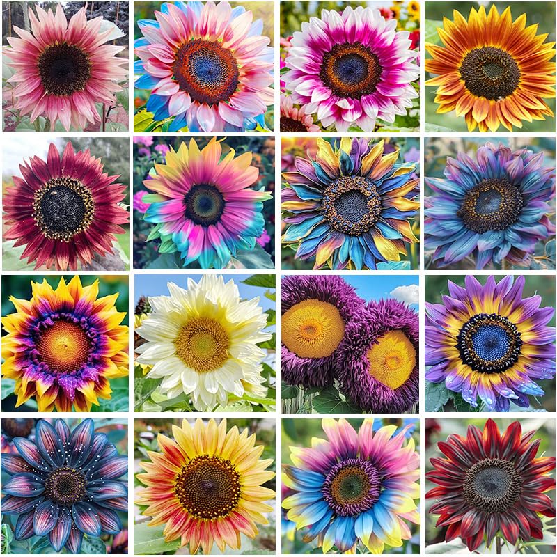 Generic sunflower seeds for garden bed planting to create tall, cheerful blooms.