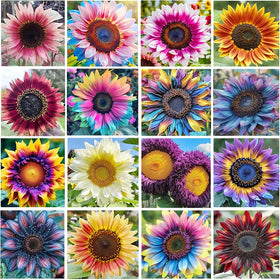 Generic sunflower seeds for garden bed planting to create tall, cheerful blooms.