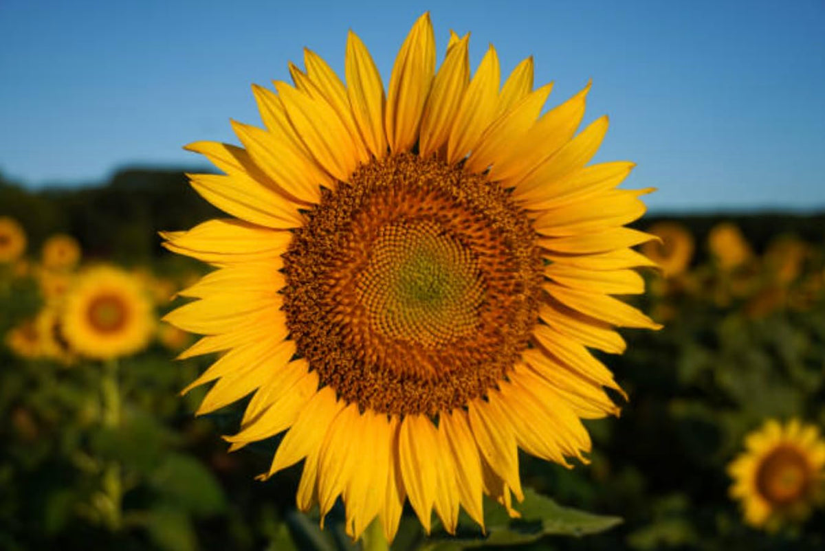 Generic sunflower seeds germination guide included supports successful season planning.