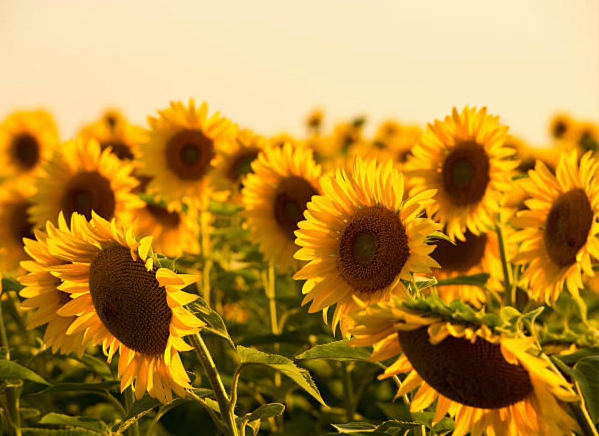 Generic sunflower seeds heirloom collection highlights classic blooms and garden heritage.