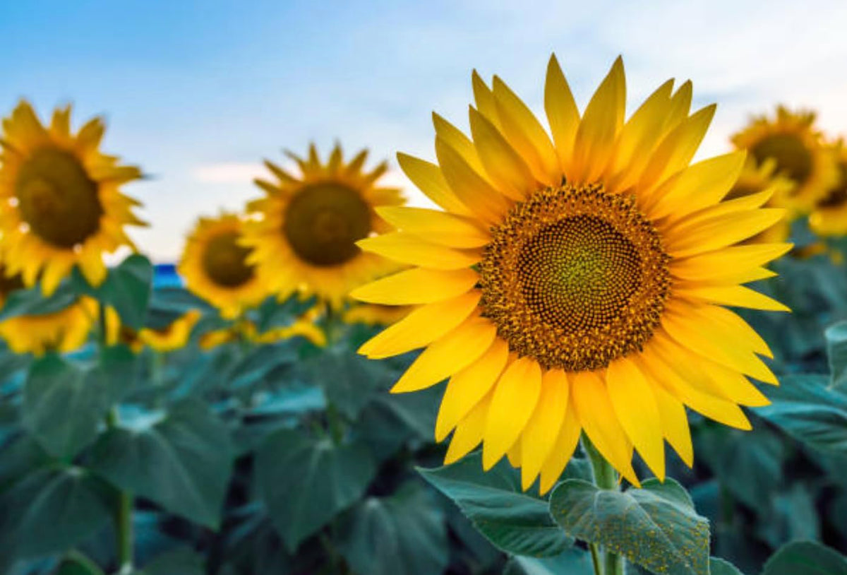 Generic sunflower seeds landscaping-ready options blend into borders and pathways.
