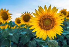 Generic sunflower seeds landscaping-ready options blend into borders and pathways.