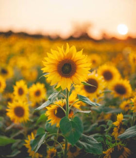 Generic sunflower seeds mixed varieties pack shows diverse colors for vibrant garden beds.